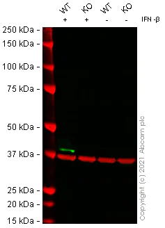 Western blot - Human OAS1 knockout A549 cell line (AB267108)