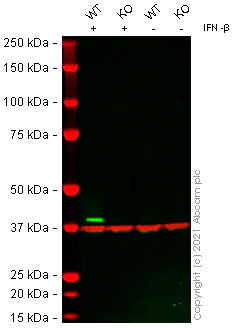 Western blot - Human OAS1 knockout HeLa cell lysate (AB259009)