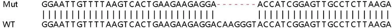 Sanger Sequencing - Human OAS2 knockout A549 cell lysate (AB259012)