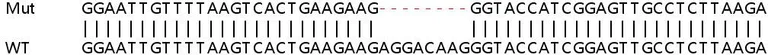 Sanger Sequencing - Human OAS2 knockout A549 cell lysate (AB259013)