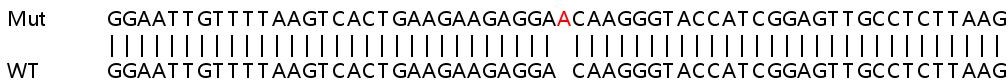 Human OAS2 knockout A549 cell lysate