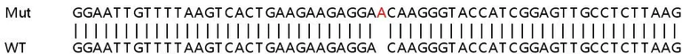 Sanger Sequencing - Human OAS2 knockout A549 cell lysate (AB259014)