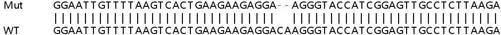 Sanger Sequencing - Human OAS2 knockout A549 cell lysate (AB259014)