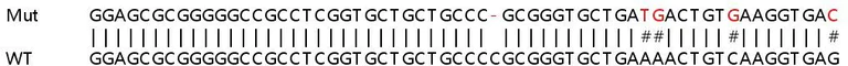 Sanger Sequencing - Human OAS3 knockout A549 cell lysate (AB259015)