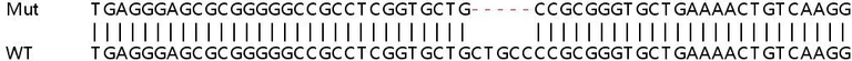 Sanger Sequencing - Human OAS3 knockout A549 cell lysate (AB259015)