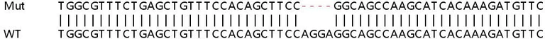 Sanger Sequencing - Human OASL knockout A549 cell line (AB267193)