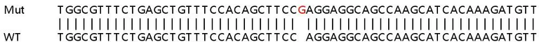 Sanger Sequencing - Human OASL knockout A549 cell line (AB267193)