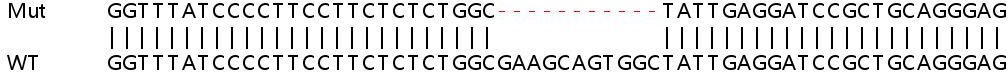 Human OAZ1 knockout HEK-293T cell lysate