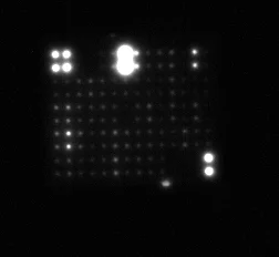 Multiplex Protein Detection - Human Obesity Antibody Array - Membrane (62 targets) (AB169819)