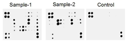 Multiplex Protein Detection - Human Obesity Antibody Array - Membrane (62 targets) (AB169819)