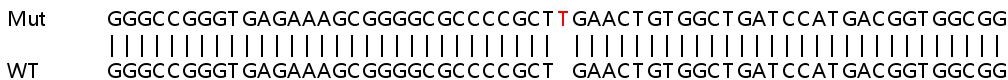 Sanger Sequencing - Human OBSCN knockout HeLa cell line (AB265496), expandable thumbnail