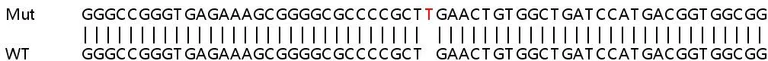 Sanger Sequencing - Human OBSCN knockout HeLa cell lysate (AB259018)