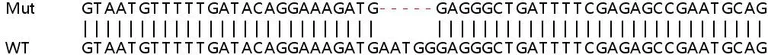Sanger Sequencing - Human OCIAD1 knockout HEK-293T cell lysate (AB258552)