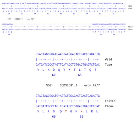 Human OGG1 knockout A549 cell line