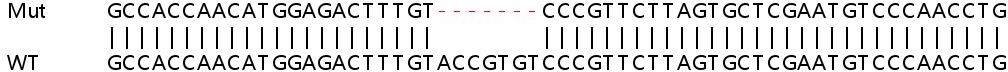 Sanger Sequencing - Human OSTC knockout HEK-293T cell lysate (AB259021), expandable thumbnail