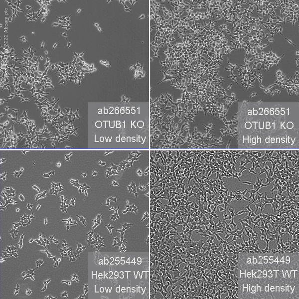 Cell Culture - Human OTUB1 knockout HEK-293T cell line (AB266551), expandable thumbnail