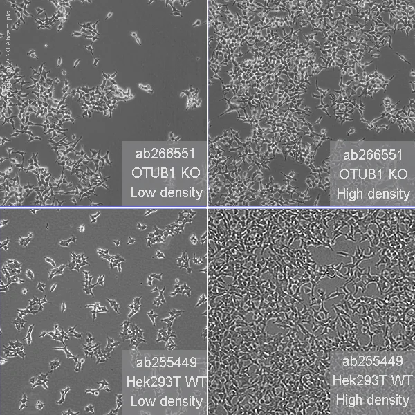 Cell Culture - Human OTUB1 knockout HEK-293T cell line (AB266551)
