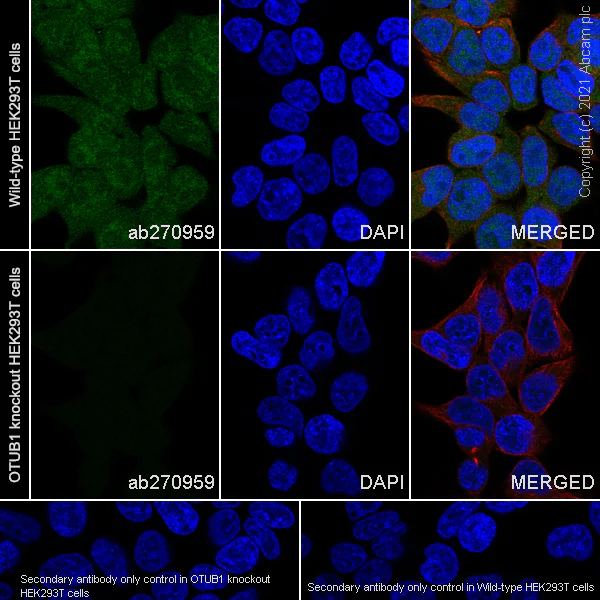 Immunocytochemistry/ Immunofluorescence - Human OTUB1 knockout HEK-293T cell line (AB266551)