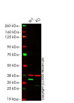 Western blot - Human OTUB1 knockout HEK-293T cell line (AB266551), expandable thumbnail