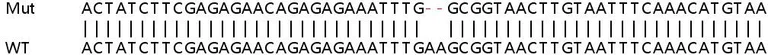 Sanger Sequencing - Human OTUD4 (HIN-1) knockout HeLa cell lysate (AB263289)