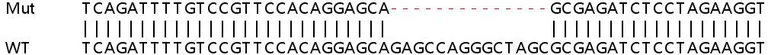 Sanger Sequencing - Human OTUD7B (Cezanne) knockout HeLa cell lysate (AB259023)