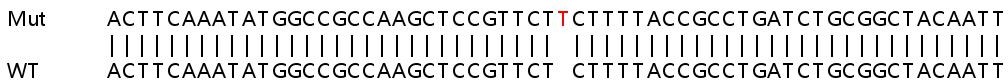 Human OXA1L knockout HEK-293T cell line