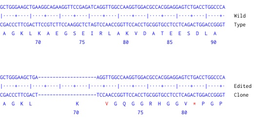 Next Generation Sequencing - Human P4HB knockout A-431 cell line (AB261887), expandable thumbnail