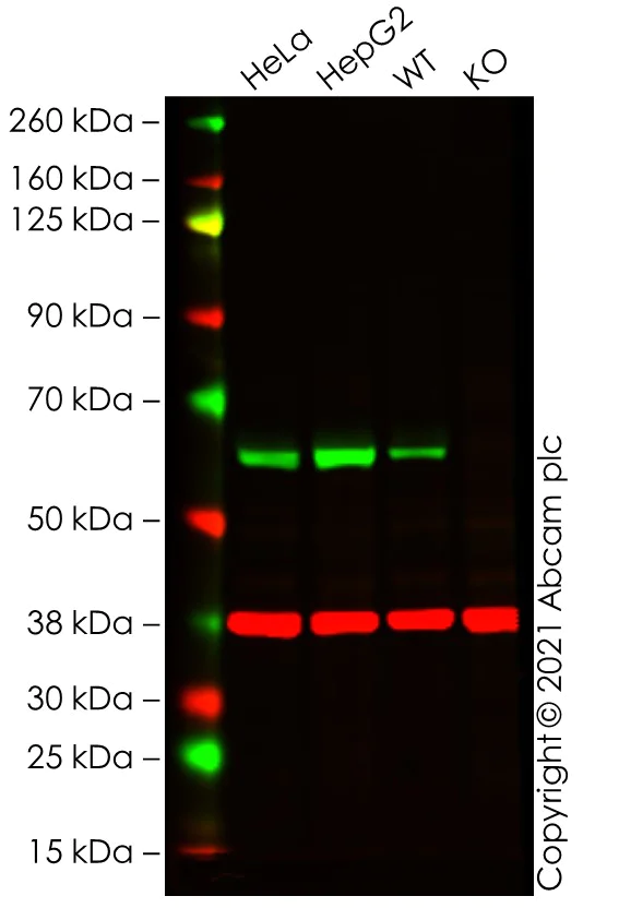 Western blot - Human P4HB knockout A-431 cell line (AB261887)
