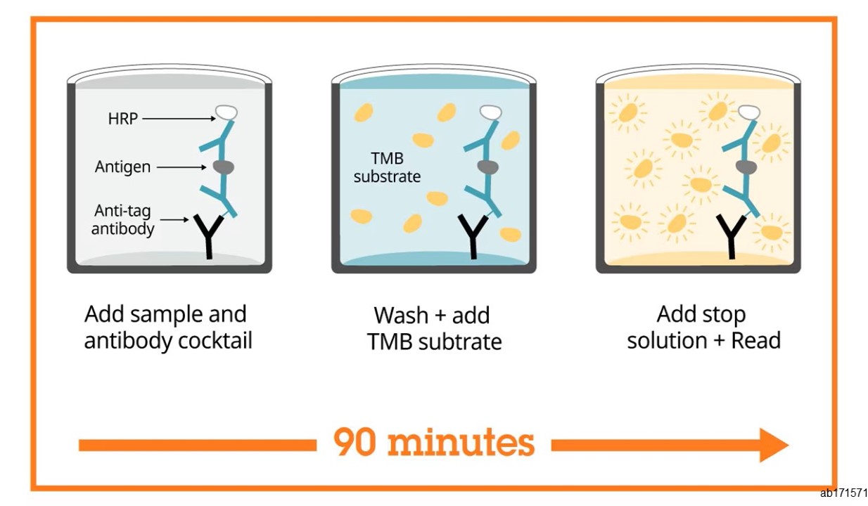 Human p53 ELISA Kit (ab171571) | Abcam