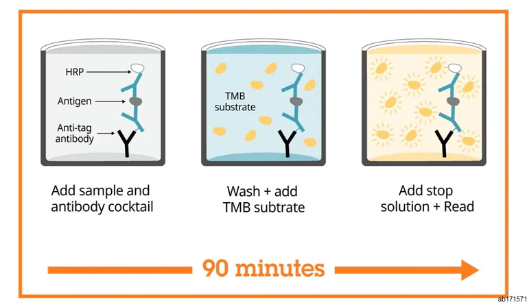 ELISA - Human p53 ELISA Kit (AB171571)