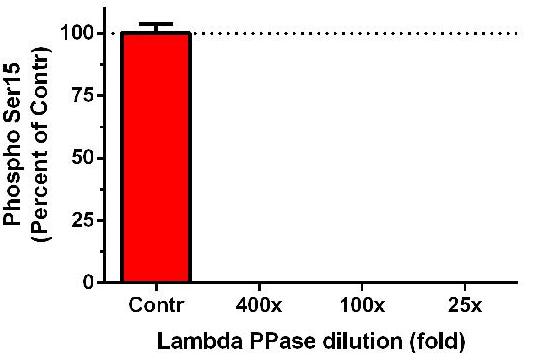 Sandwich ELISA - Human p53 ELISA Kit (pSer15) (AB156027), expandable thumbnail
