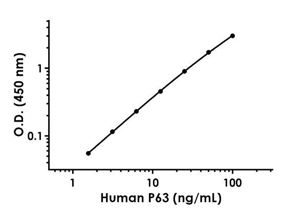 Sandwich ELISA - Human P63 ELISA Kit (AB234564), expandable thumbnail