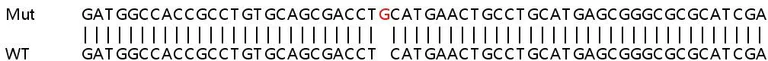 Sanger Sequencing - Human PACSIN2 knockout HeLa cell lysate (AB258558)