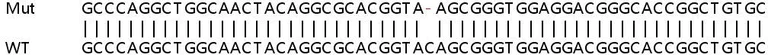 Sanger Sequencing - Human PACSIN3 knockout HEK-293T cell line (AB266831)