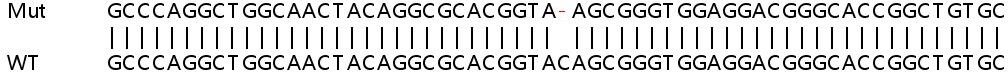 Sanger Sequencing - Human PACSIN3 knockout HEK-293T cell lysate (AB259024)