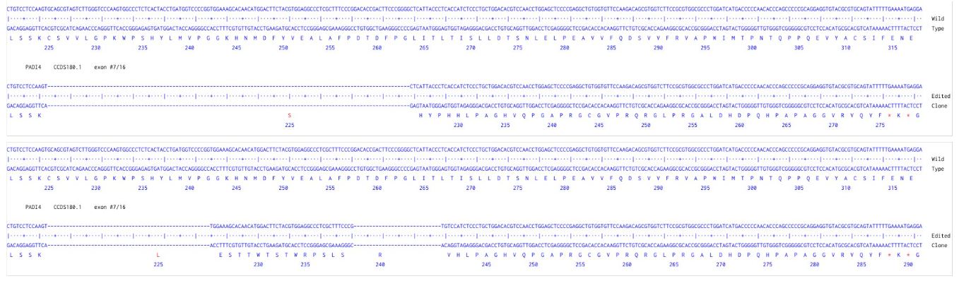 Next Generation Sequencing - Human PADI4 knockout HCT116 cell line (AB287663), expandable thumbnail