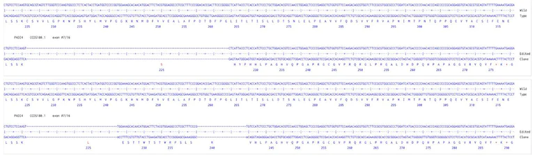 Next Generation Sequencing - Human PADI4 knockout HCT116 cell line (AB287663)