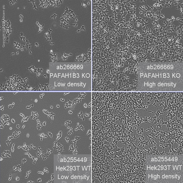 Cell Culture - Human PAFAH1B3 knockout HEK-293T cell line (AB266669), expandable thumbnail