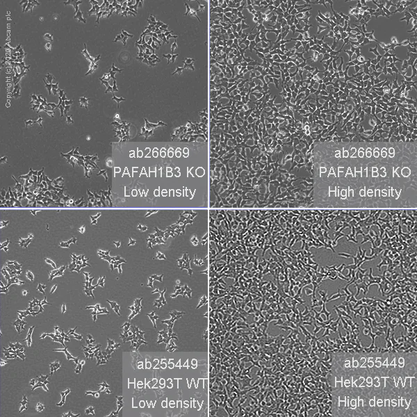 Cell Culture - Human PAFAH1B3 knockout HEK-293T cell line (AB266669)
