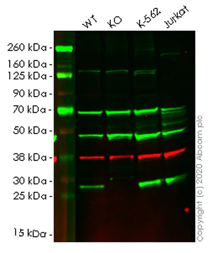 Western blot - Human PAFAH1B3 knockout HEK-293T cell lysate (AB258559)