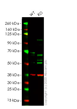Western blot - Human PAK1 knockout HeLa cell lysate (AB257572), expandable thumbnail