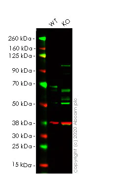 Western blot - Human PAK1 knockout HeLa cell lysate (AB257572)
