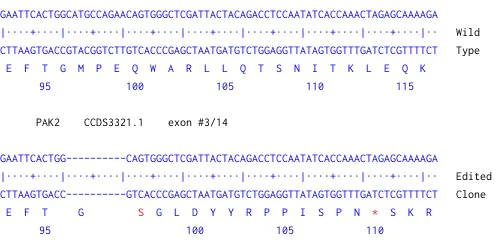 Next Generation Sequencing - Human PAK2 knockout HCT116 cell line (AB287666)