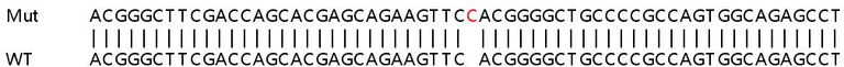Sanger Sequencing - Human PAK4 knockout HEK-293T cell line (AB266807)