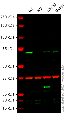 Western blot - Human PAK4 knockout HEK-293T cell line (AB266807)