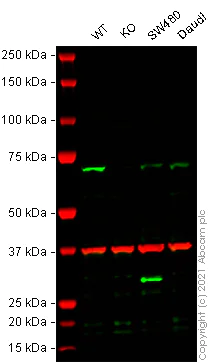Western blot - Human PAK4 knockout HEK-293T cell line (AB266807)