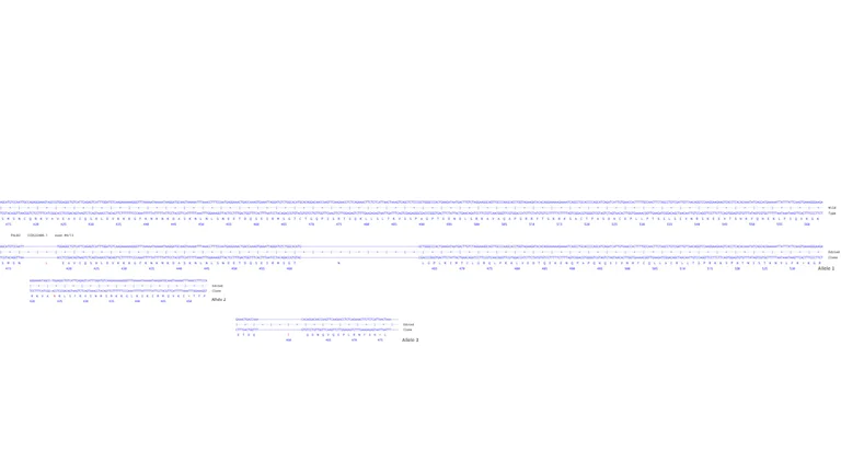 Next Generation Sequencing - Human PALB2 knockout A549 cell line (AB286798)