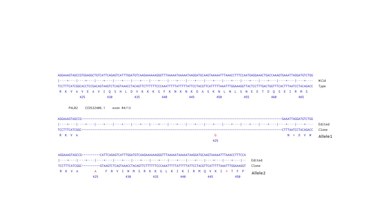 Next Generation Sequencing - Human PALB2 knockout A549 cell line (AB286798), expandable thumbnail