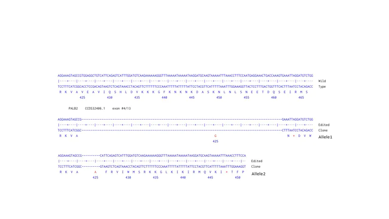 Next Generation Sequencing - Human PALB2 knockout A549 cell line (AB286798)