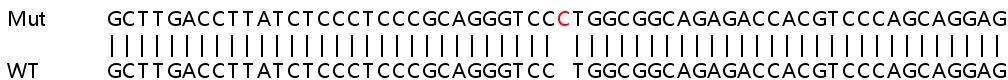 Sanger Sequencing - Human PALM (Paralemmin-1) knockout HeLa cell line (AB264954)